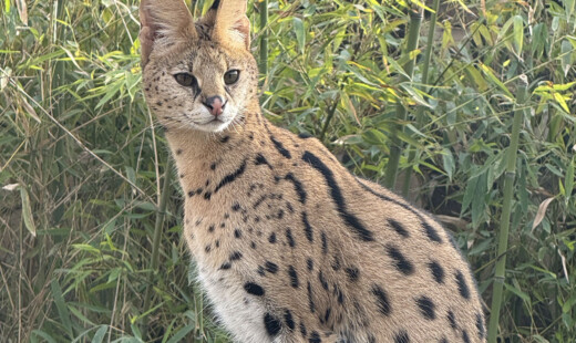 Serval