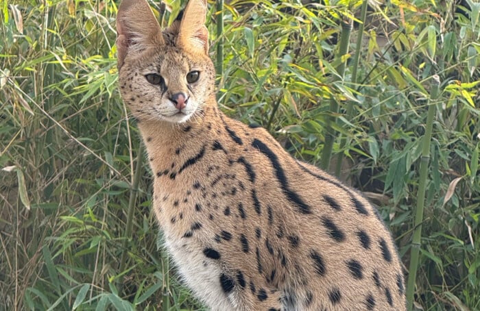 Serval
