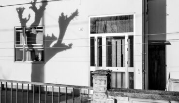 Soundtrack For Falling Trees