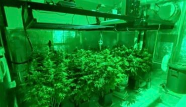 ARRESTO SERRA MARIJUANA