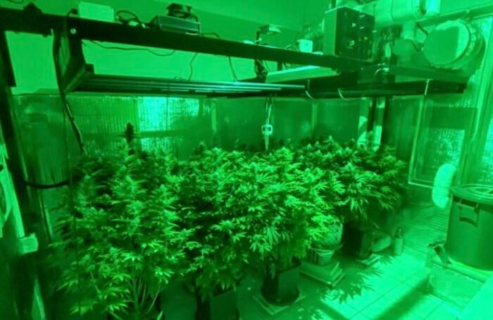 ARRESTO SERRA MARIJUANA