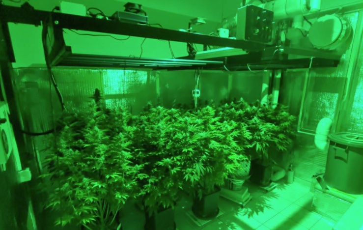 ARRESTO SERRA MARIJUANA