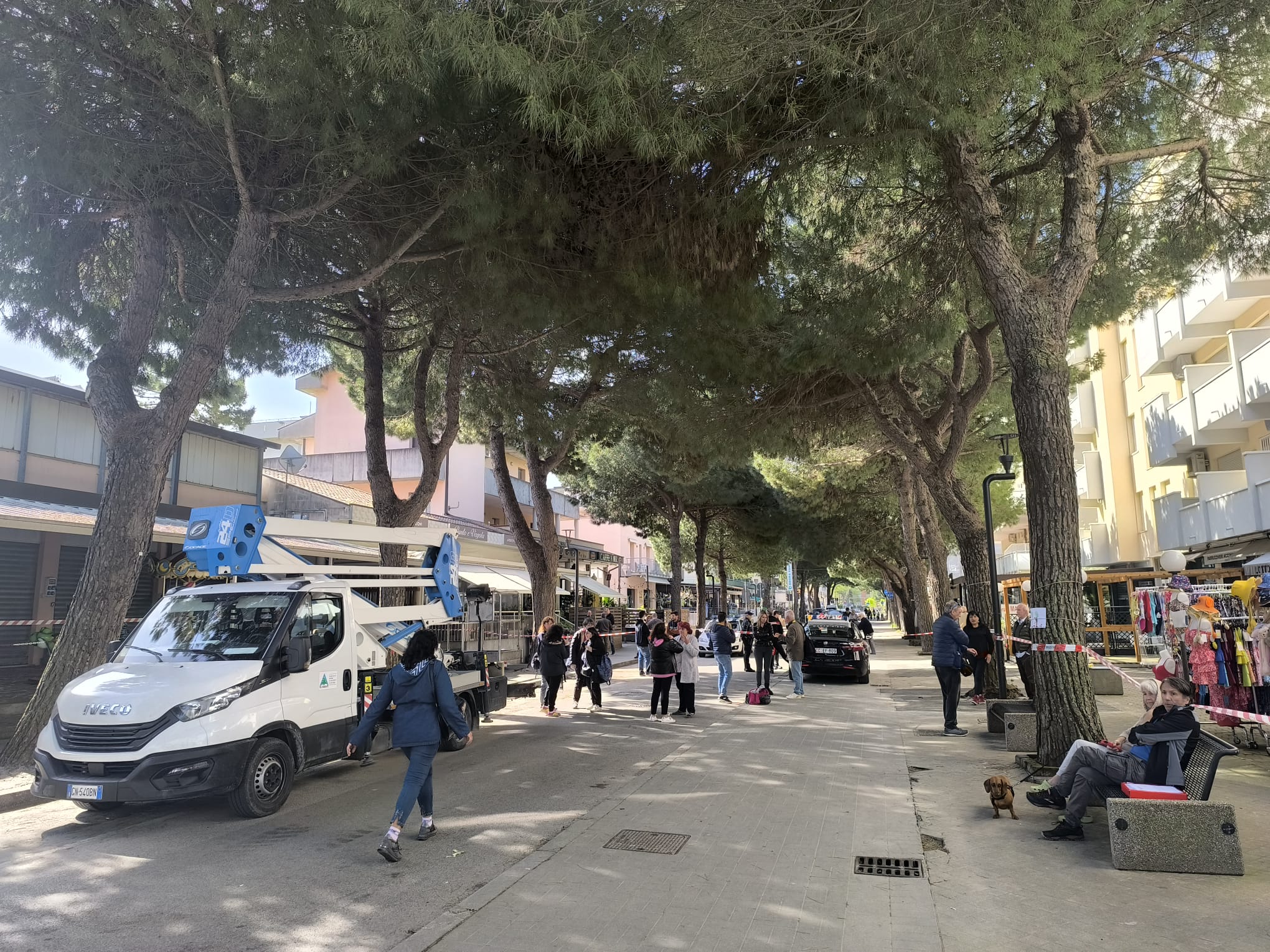 Pini Lido di Savio