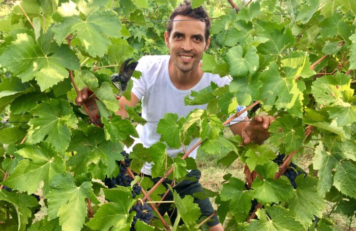 Vignaiolo