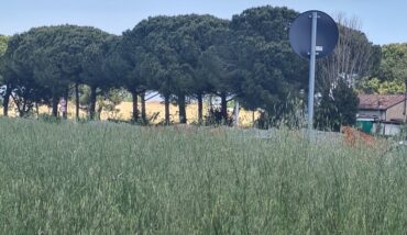 Erba Alta
