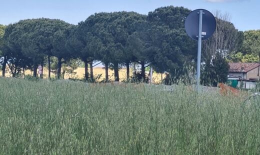 Erba Alta
