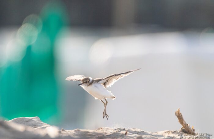 Fratino Davide Aresti