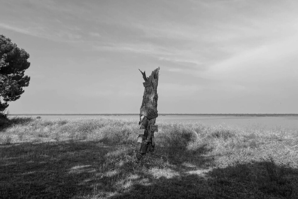 Soundtrack for falling trees