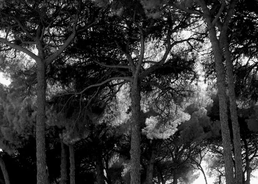 362) CIMITERO COLET