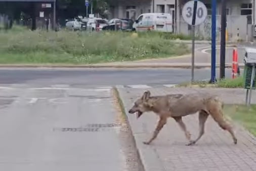 Lupo Ravenna