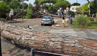 Alberi Caduti Mima 