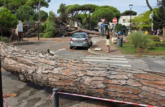 Alberi Caduti Mima