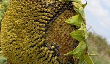 Danni Su Girasole 