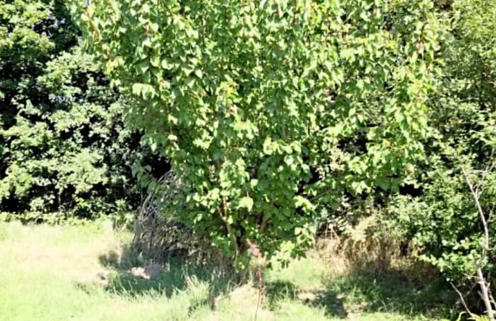 Spartaco orto