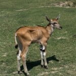 Antilope