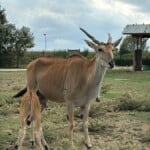 Antilope1