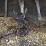 Giraffa Appena Nata