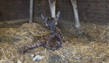 Giraffa Appena Nata 