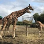 Giraffina2