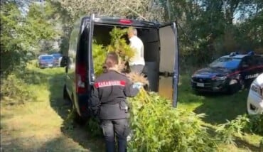marijuana piantagioni 