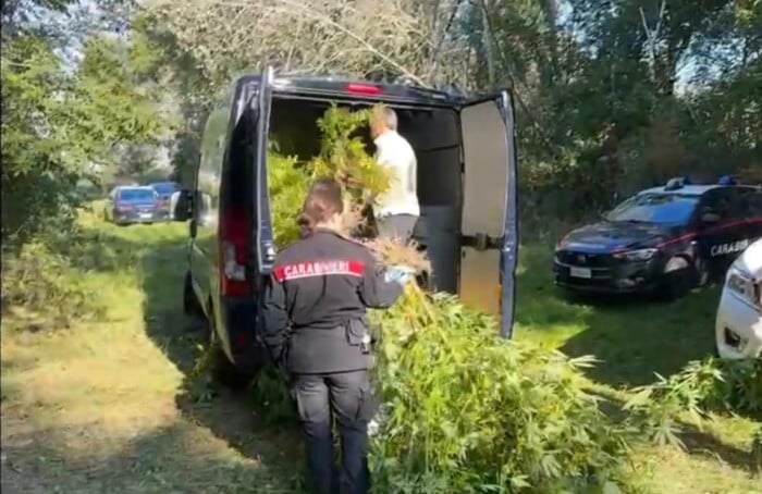 marijuana piantagioni