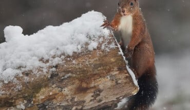Pantaleone Scoiattolo I Foto Flavio Bianchedi 