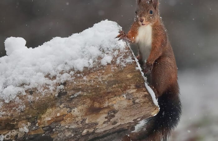 Pantaleone Scoiattolo I Foto Flavio Bianchedi