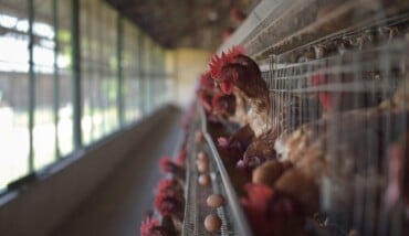 Image From Rawpixel Id 3372707 Jpeg 2048x1363 1 