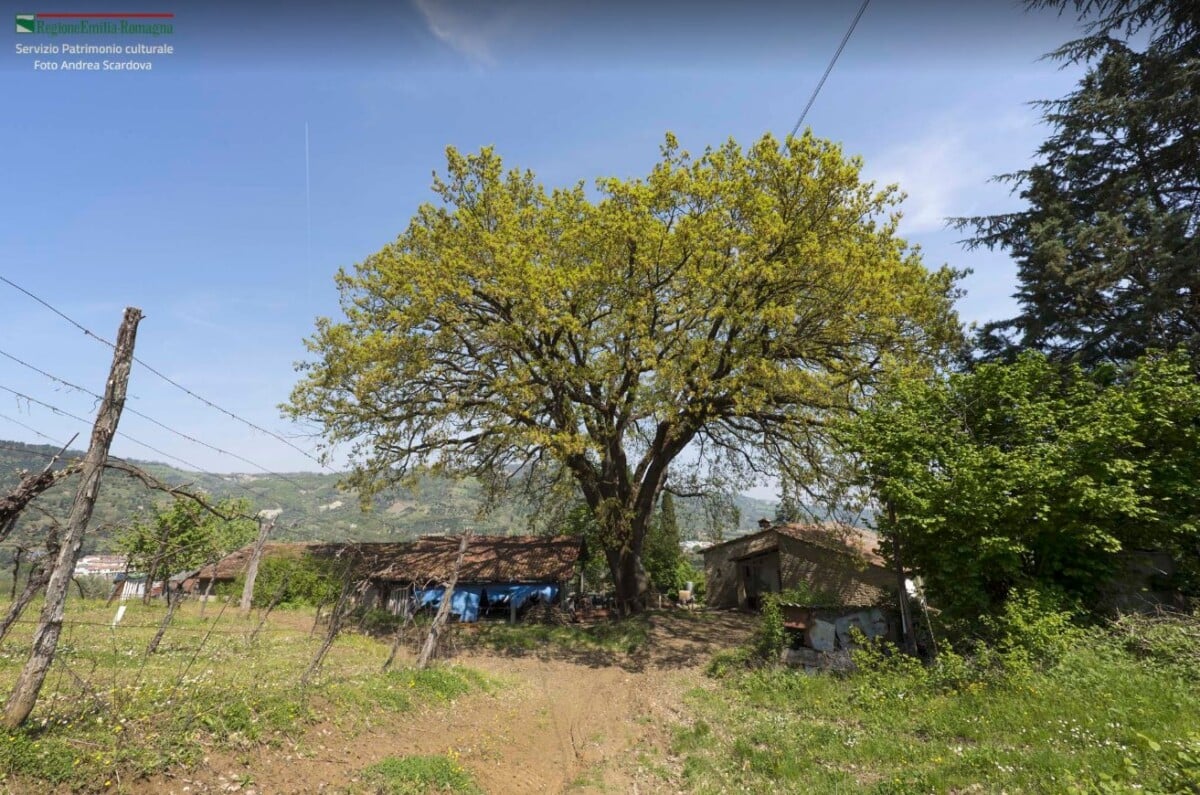 Albero Monumentale Brisighella