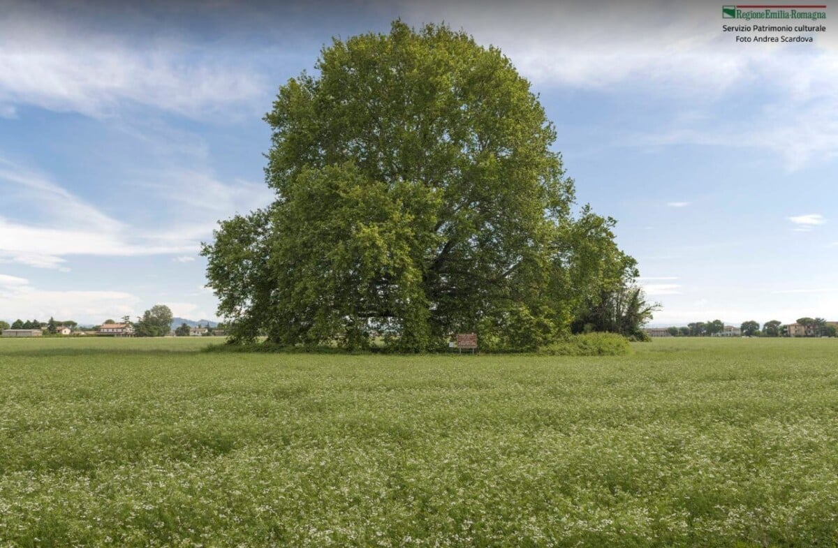 Albero Monumentale Forli