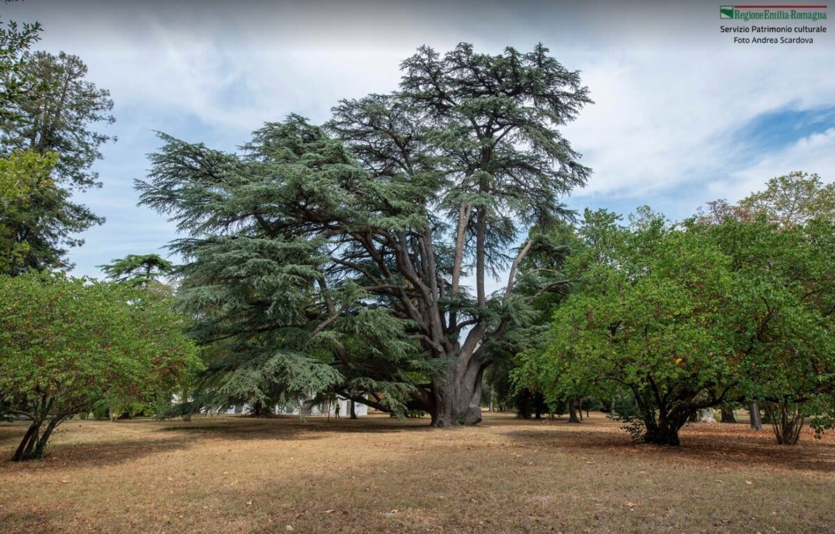 Albero Monumentale Forlimpopoli