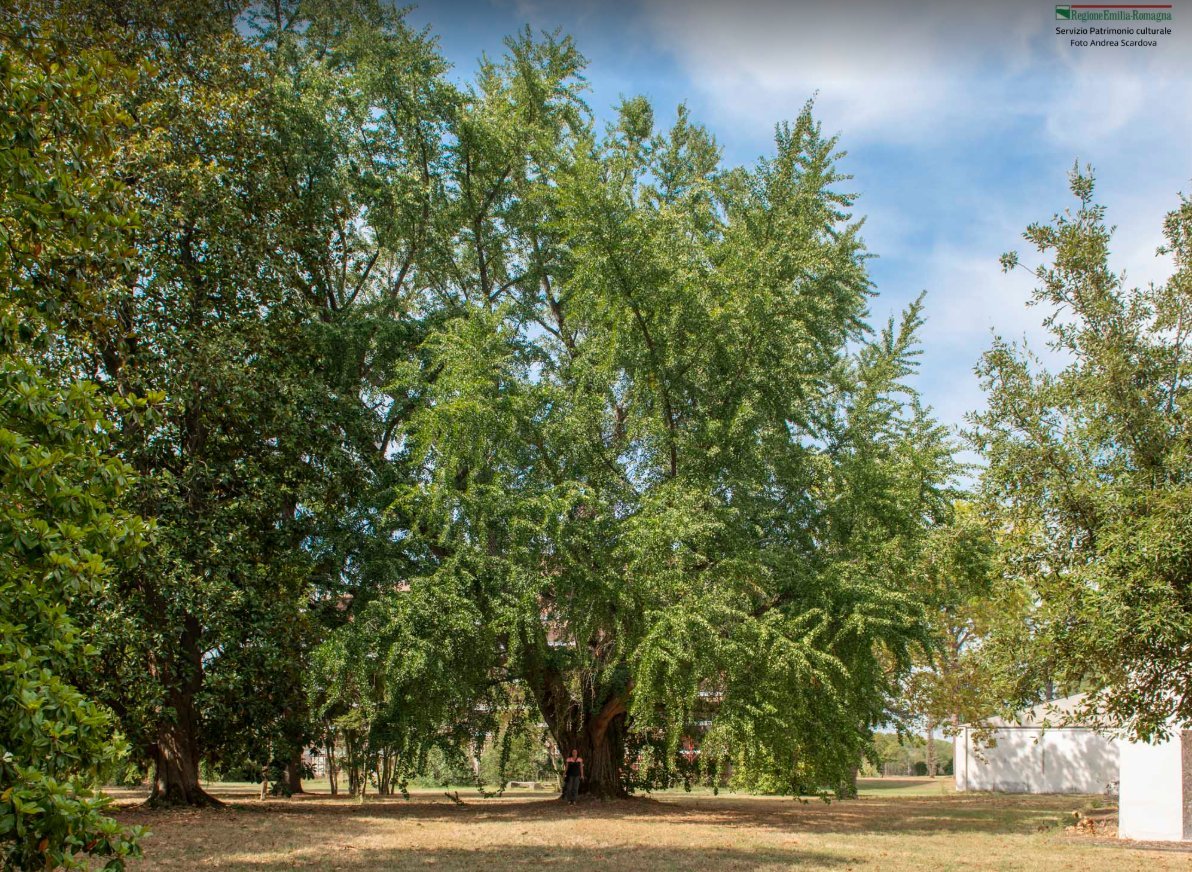 Albero Monumentale Forlimpopoli