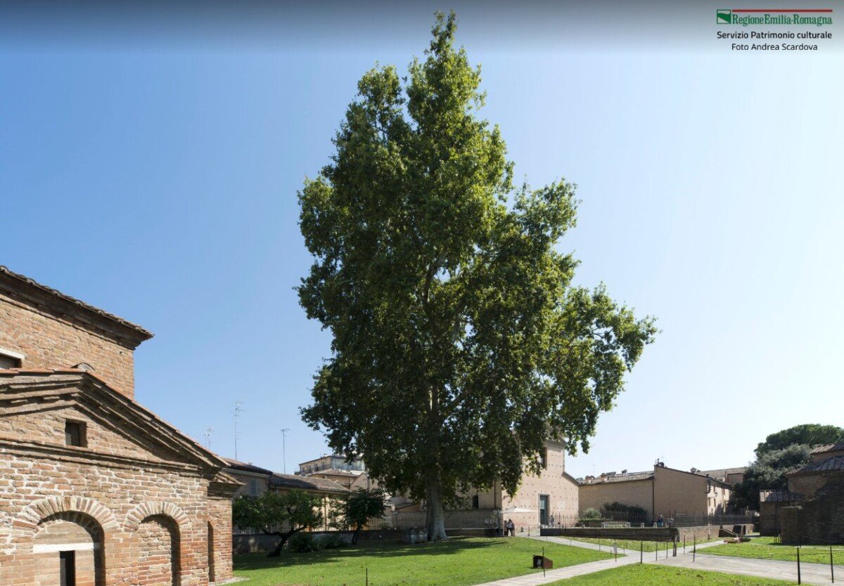 Albero Monumentale San Vitale