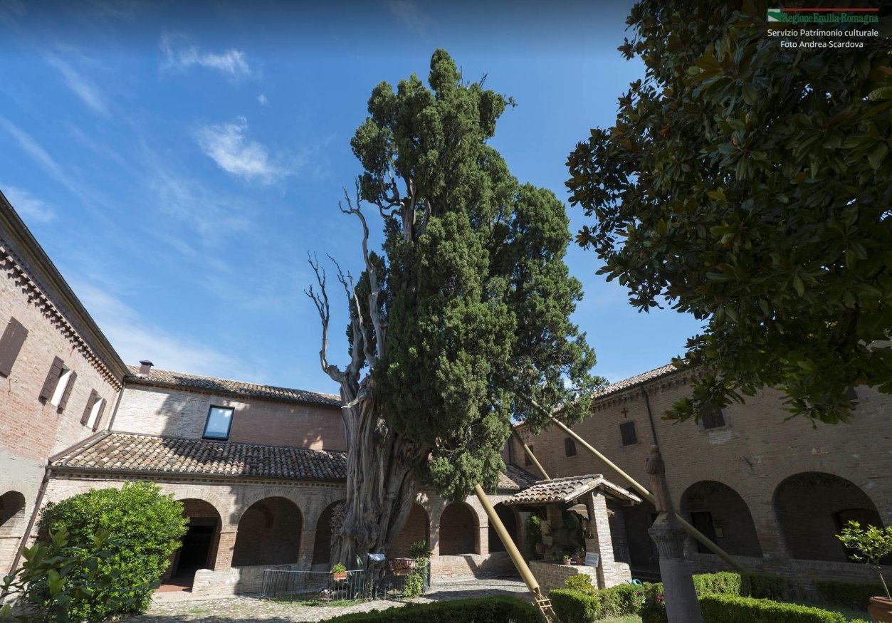 Albero Monumentale Villa Verucchio