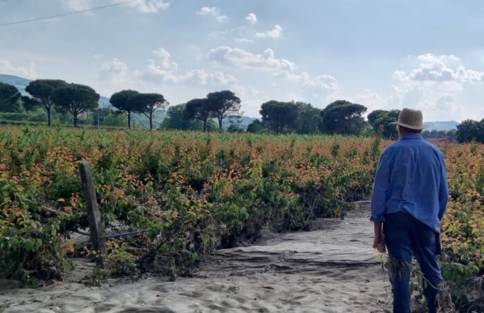 Ordine Agronomi Ravenna Alluvione