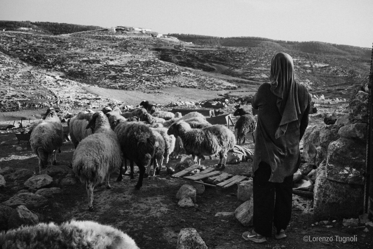 AsteriscoPalestina Tugnoli