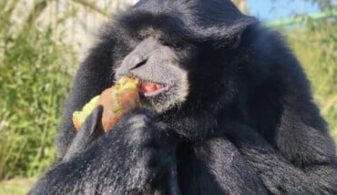 Schermata 2026 02 26 Alle 11.08.47 