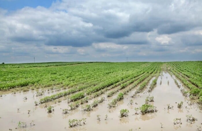 Agricoltura Campo Allagato
