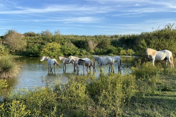 Big Ticket Image 68838b0cdaf19246871618 Cropped600 400 (2)