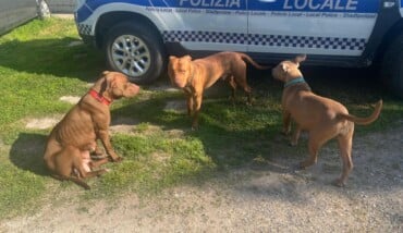 WhatsApp Image 2026 Cani Pittbull 