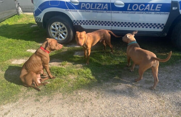 WhatsApp Image 2026 Cani Pittbull