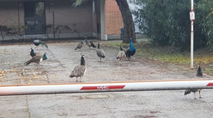 I pavoni di Punta Marina, tra disagi e tentativi di convivenza 