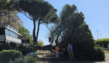 Pino Caduto Anello Del Pino 