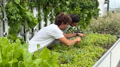 Ortaggi coltivati in acqua grazie a pesci e batteri naturali 