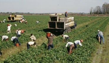 Lavoro campi agricoltura 