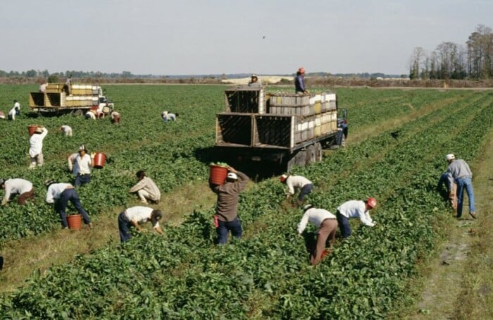 Lavoro campi agricoltura
