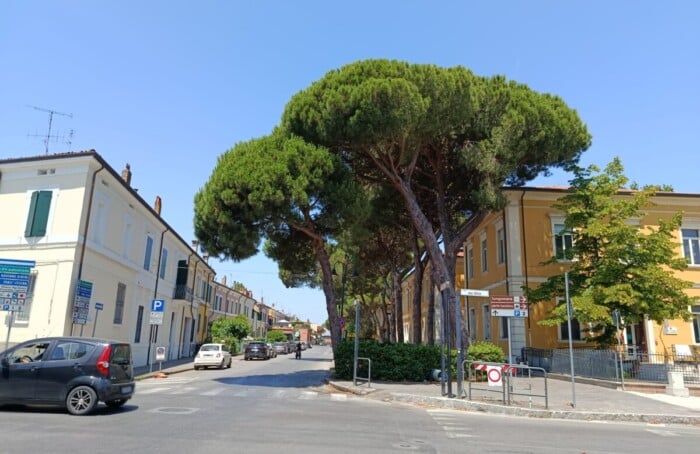 Verde Pubblico Abbattimenti Circonvallazione Sacchetti