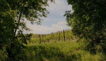 Costabosco 2 