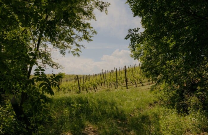 Costabosco 2