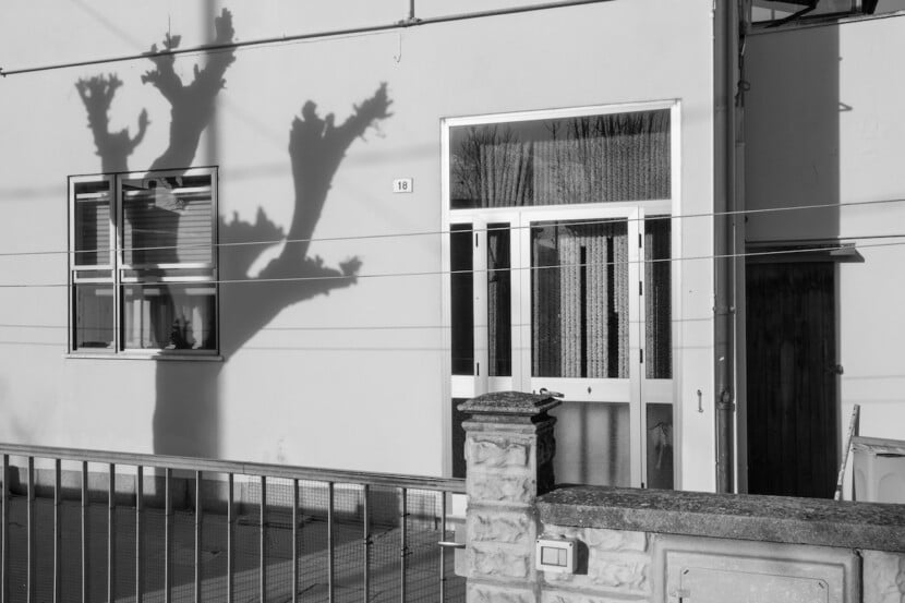 Solo come un albero